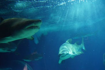 アクアワールド茨城県大洗水族館に投稿された画像（2023/5/7）