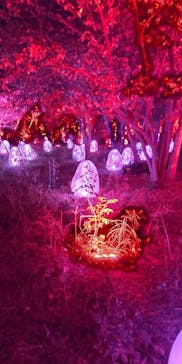 チームラボ ボタニカルガーデン 大阪に投稿された画像（2023/5/7）