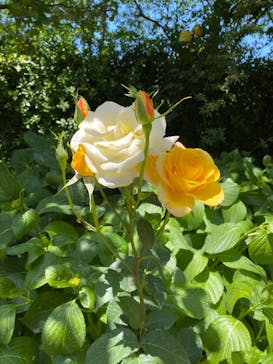 横浜イングリッシュガーデンに投稿された画像（2023/5/7）