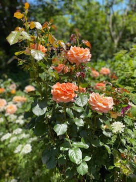 横浜イングリッシュガーデンに投稿された画像（2023/5/7）