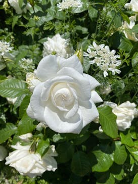 横浜イングリッシュガーデンに投稿された画像（2023/5/7）