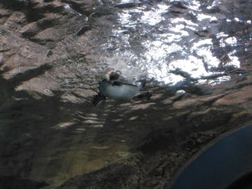 京都水族館に投稿された画像（2023/5/7）