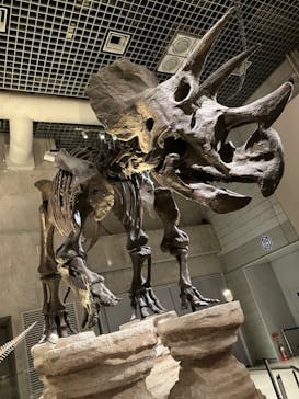 国立科学博物館に投稿された画像（2023/5/7）