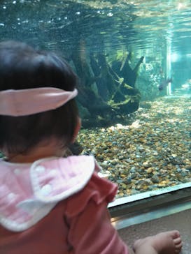 しながわ水族館に投稿された画像（2023/5/7）
