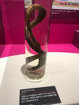 特別展「毒」に投稿された画像（2023/5/7）