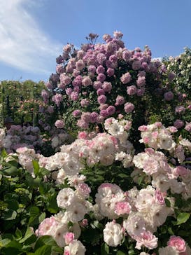 横浜イングリッシュガーデンに投稿された画像（2023/5/7）