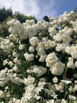 横浜イングリッシュガーデンに投稿された画像（2023/5/7）