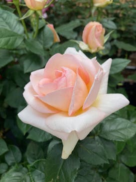 横浜イングリッシュガーデンに投稿された画像（2023/5/7）