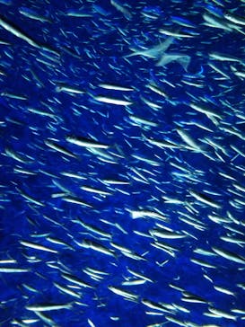 大分マリーンパレス水族館 「うみたまご」に投稿された画像（2023/5/7）