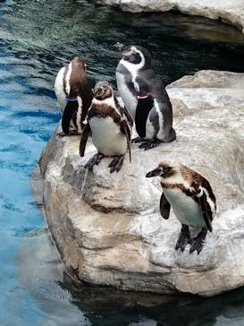 アクアワールド茨城県大洗水族館に投稿された画像（2023/5/7）