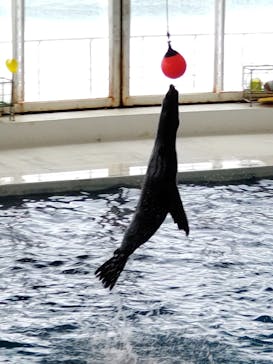 アクアワールド茨城県大洗水族館に投稿された画像（2023/5/7）