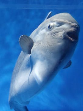 アクアワールド茨城県大洗水族館に投稿された画像（2023/5/7）