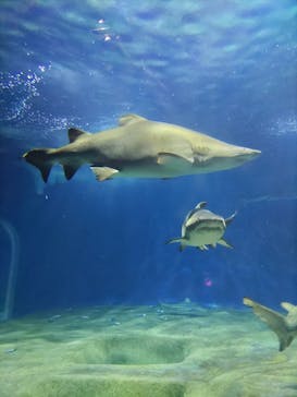 アクアワールド茨城県大洗水族館に投稿された画像（2023/5/7）