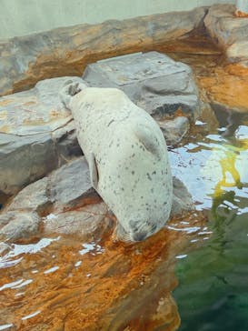 しながわ水族館に投稿された画像（2023/5/7）