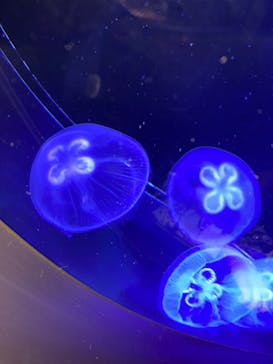 マリンワールド海の中道に投稿された画像（2023/5/7）