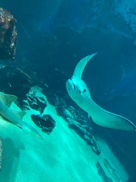 マリンワールド海の中道に投稿された画像（2023/5/7）