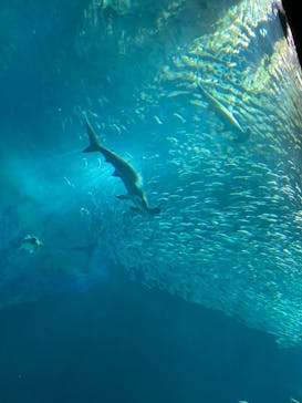 マリンワールド海の中道に投稿された画像（2023/5/7）