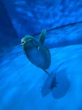 アクアワールド茨城県大洗水族館に投稿された画像（2023/5/7）