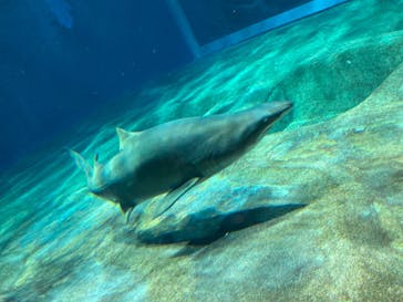 アクアワールド茨城県大洗水族館に投稿された画像（2023/5/7）
