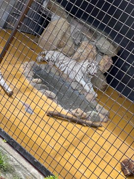 秋吉台自然動物公園 サファリランドに投稿された画像（2023/5/7）