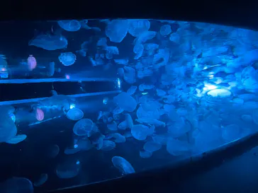 すみだ水族館に投稿された画像（2023/5/7）