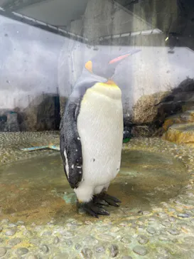 仙台うみの杜水族館に投稿された画像（2023/5/7）