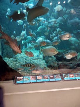世界淡水魚園水族館　アクア・トトぎふに投稿された画像（2023/5/7）