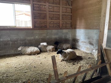 まかいの牧場に投稿された画像（2023/5/7）