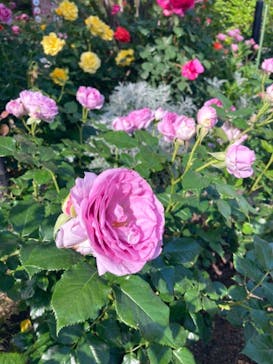 西武園ゆうえんちに投稿された画像（2023/5/7）