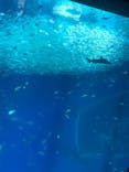 アクアワールド茨城県大洗水族館に投稿された画像（2023/5/7）