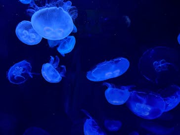 サンシャイン水族館に投稿された画像（2023/5/7）