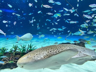 サンシャイン水族館に投稿された画像（2023/5/7）