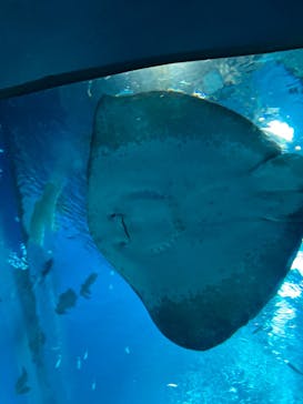 アクアワールド茨城県大洗水族館に投稿された画像（2023/5/7）