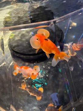 NARA IKIMONO MUSEUMに投稿された画像（2023/5/7）