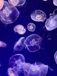 名古屋港水族館に投稿された画像（2023/5/6）