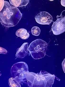 名古屋港水族館に投稿された画像（2023/5/6）