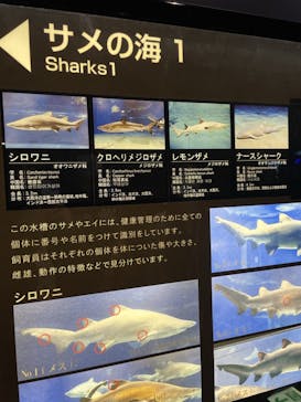 アクアワールド茨城県大洗水族館に投稿された画像（2023/5/7）