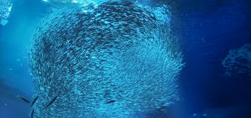 アクアワールド茨城県大洗水族館に投稿された画像（2023/5/7）