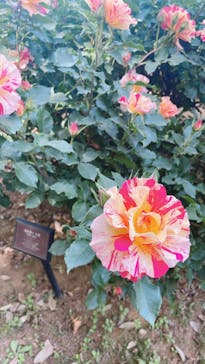 京成バラ園に投稿された画像（2023/5/7）