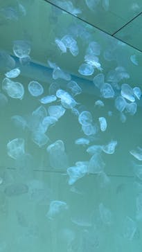 アクアワールド茨城県大洗水族館に投稿された画像（2023/5/7）