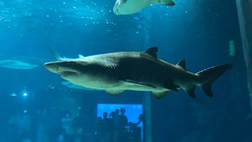 アクアワールド茨城県大洗水族館に投稿された画像（2023/5/7）