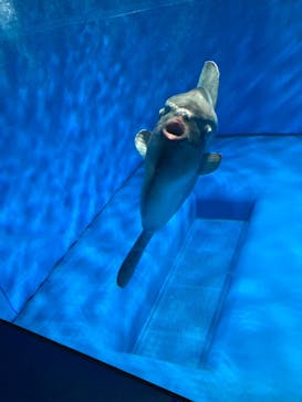 アクアワールド茨城県大洗水族館に投稿された画像（2023/5/7）