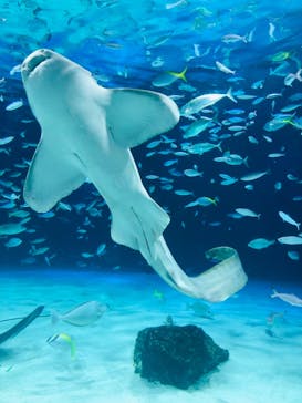 サンシャイン水族館に投稿された画像（2023/5/7）