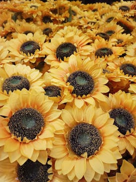 ゴッホ・アライブ神戸に投稿された画像（2023/5/7）