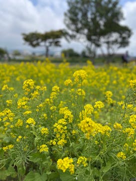 淡路ファームパーク イングランドの丘に投稿された画像（2023/5/7）