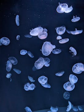 サンシャイン水族館に投稿された画像（2023/5/7）