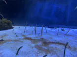 名古屋港水族館に投稿された画像（2023/5/7）
