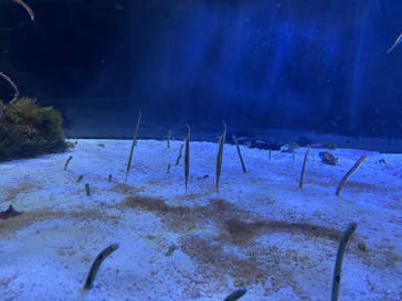 名古屋港水族館に投稿された画像（2023/5/7）