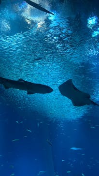 アクアワールド茨城県大洗水族館に投稿された画像（2023/5/7）