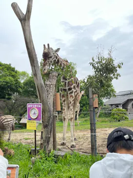 天王寺動物園に投稿された画像（2023/5/7）
